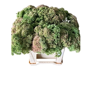 SEDUM HERBSTFREUDE