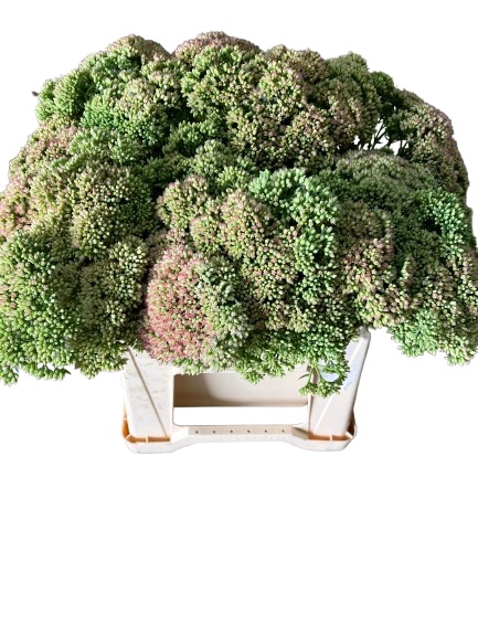<h4>SEDUM HERBSTFREUDE</h4>