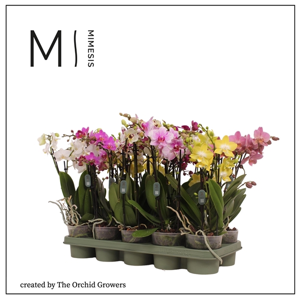 <h4>Mimesis Phal. Multi Mix - 4 spike 12cm</h4>