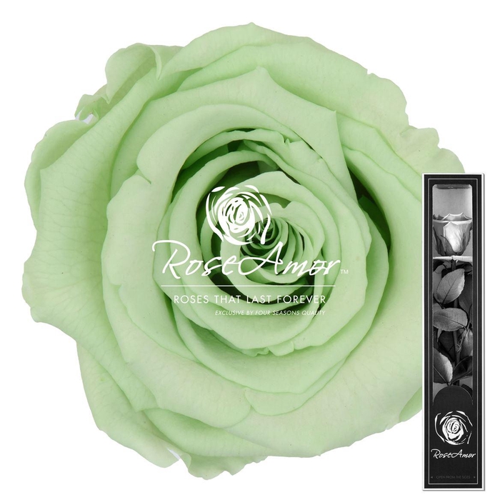 <h4>30cm Stem Gre04</h4>