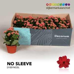 Kalanchoe No Sleeve - Serenity Light Red