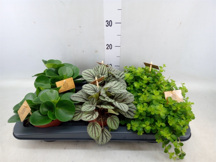 <h4>Peperomia   ...mix</h4>