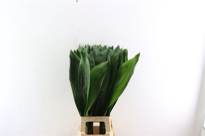 <h4>Aspidistra 90cm</h4>