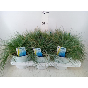 Festuca glauca 'Intens Blue'