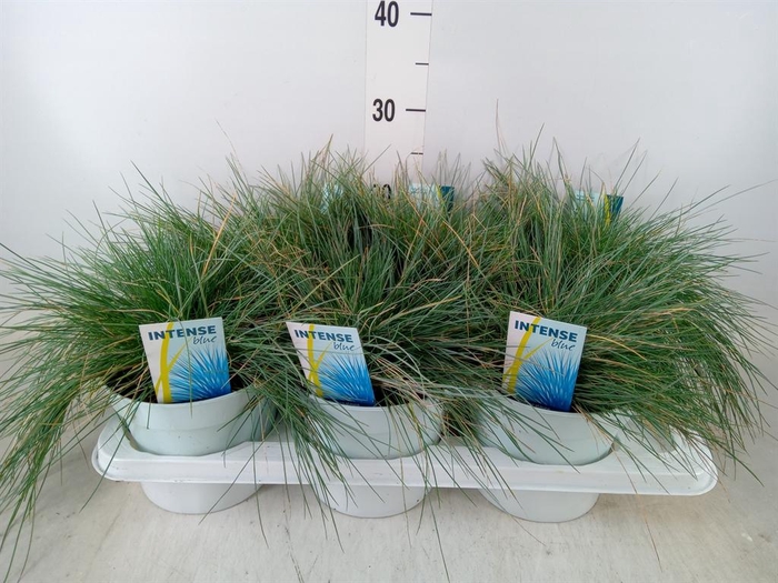 <h4>Festuca glauca 'Intens Blue'</h4>