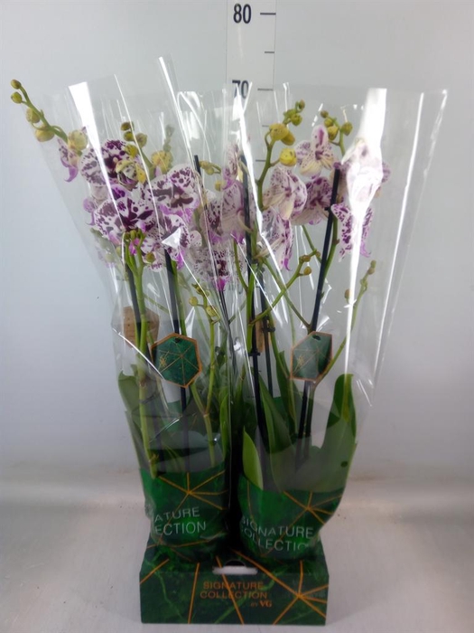 <h4>Phalaenopsis   ...</h4>