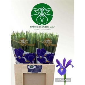 XXXX IRIS BLUE MAGIC     SF