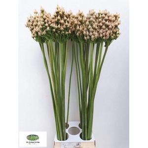 ALLIUM ZAADBOLLEN