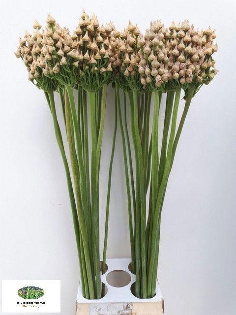 <h4>ALLIUM ZAADBOLLEN</h4>