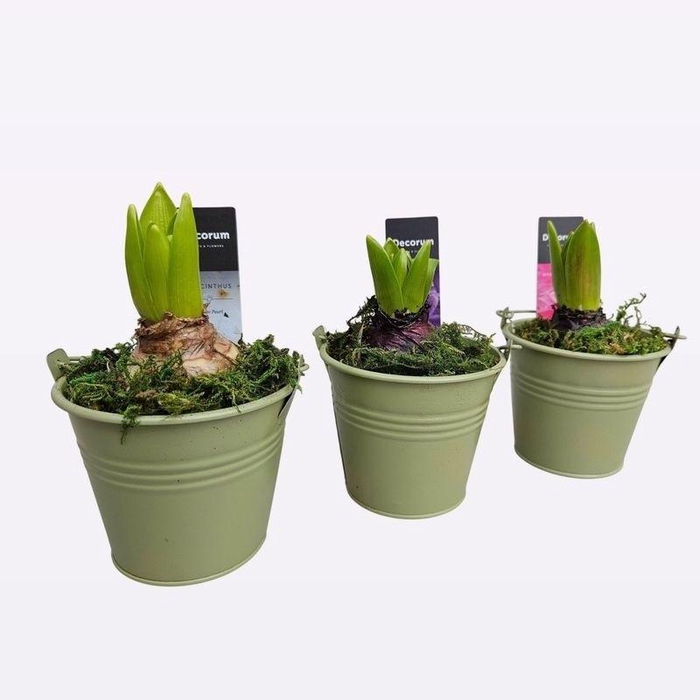 <h4>ARR HYACINTH</h4>