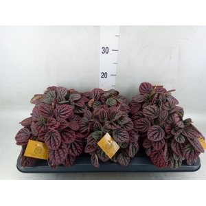 Peperomia