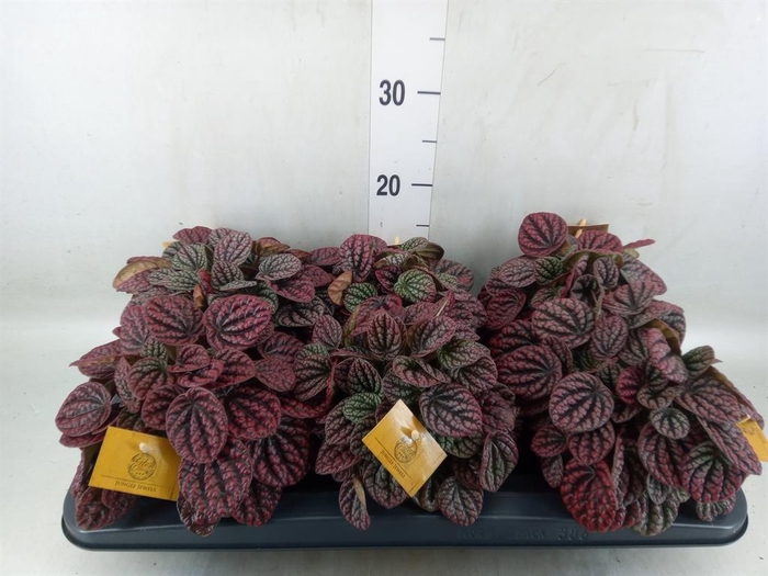 <h4>Peperomia</h4>