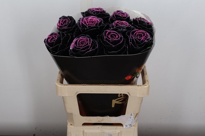 <h4>Brassica Wx (ex) Black Beaty</h4>