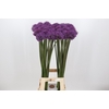 Allium Dark Knight