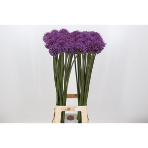 Allium Dark Knight