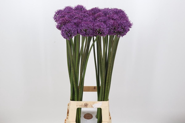 <h4>Allium Dark Knight</h4>