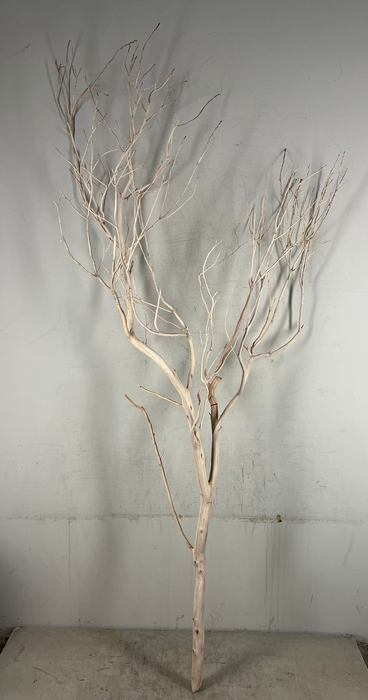 <h4>Manzanita Sandblasted 150cm</h4>