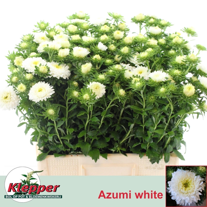 <h4>Callis Azumi Xl Whit</h4>