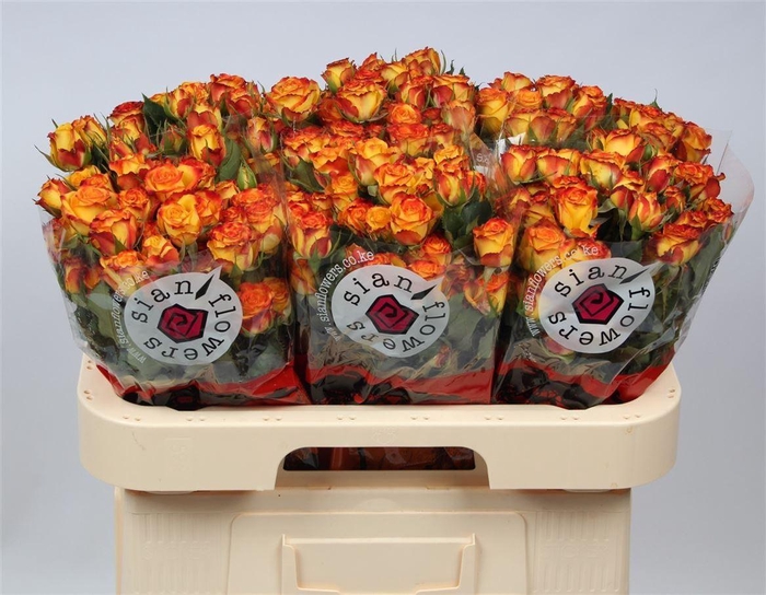 <h4>R Tr Eyeliner</h4>