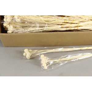 DF Craspedia Bs/10 50cm Bleach