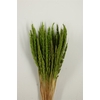 Dried Pinion Grass Green Bunch