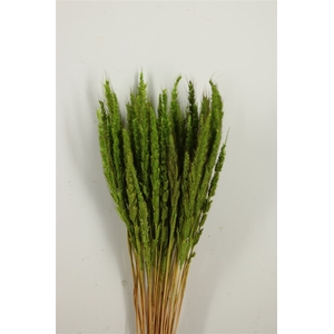 Dried Pinion Grass Green Bunch