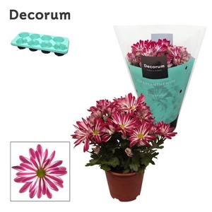 Chrysanne® Margarita Bicolor 'Candy'