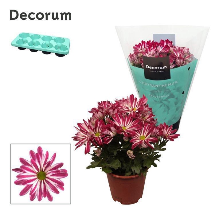 <h4>Chrysanne® Margarita Bicolor 'Candy'</h4>