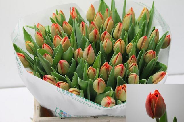 <h4>TU DU SAURON</h4>