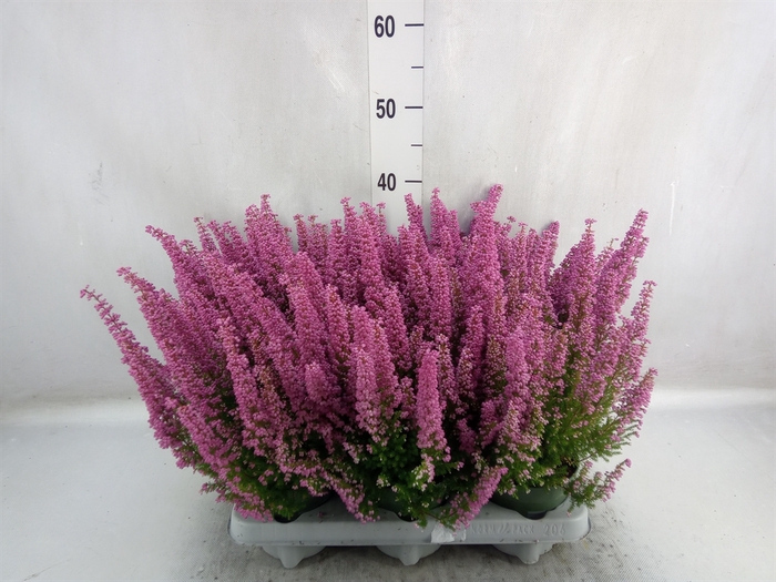 Erica gracilis 'Bea Queen Sofie'