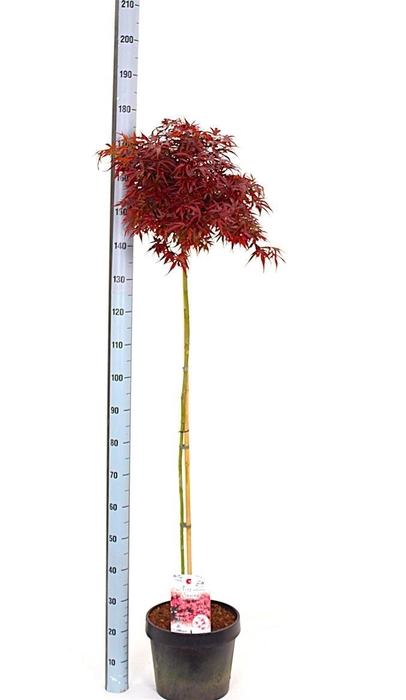 <h4>Acer palmatum 'Shaina'</h4>