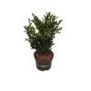 Ilex crenata Dark Green