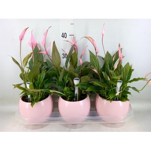 Spathiphyllum  'Bellini'