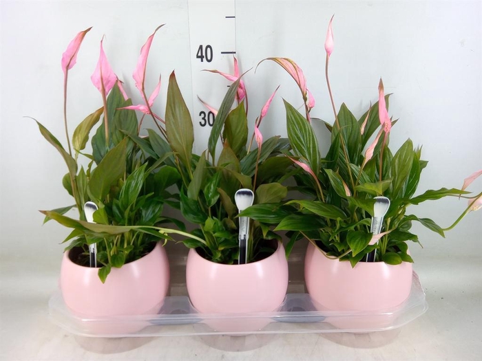 <h4>Spathiphyllum  'Bellini'</h4>