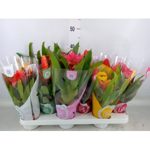 Bromelia   ...mix