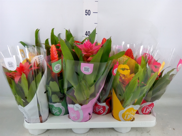<h4>Bromelia   ...mix</h4>