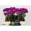 Dahlia Purple Fox