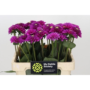 Dahlia Purple Fox