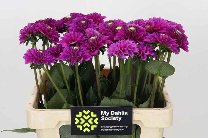 <h4>Dahlia Purple Fox</h4>