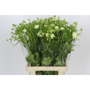Ranunculus Moderna Galaxy