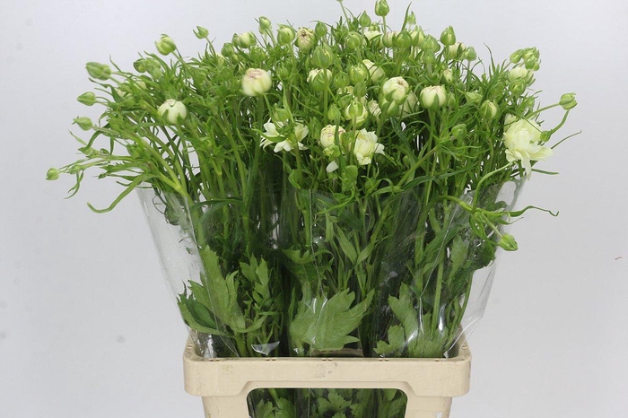 <h4>Ranunculus Moderna Galaxy</h4>