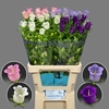 Camp. med. 'Champion Lavende'