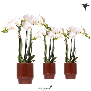 Kolibri Orchids Phalaenopsis white 3 spike in Classy pot red