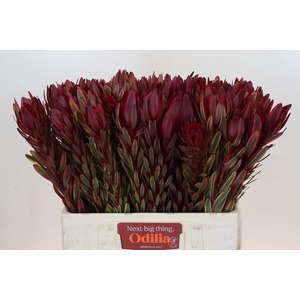 Leucadendron Jester