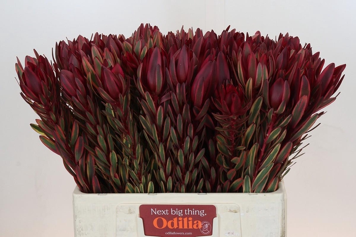 <h4>Leucadendron Jester</h4>