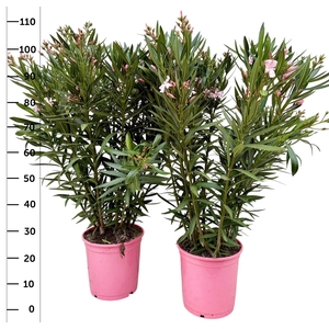 NERI OLEANDER