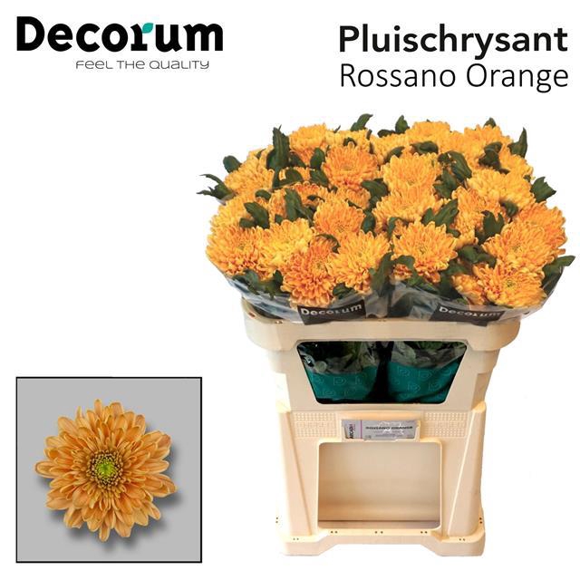 CHR G ROSSANO ORANGE