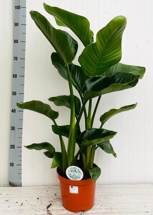 <h4>STRELITZIA NICOLAI</h4>