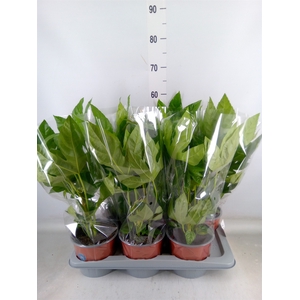 Fatsia japonica   ...