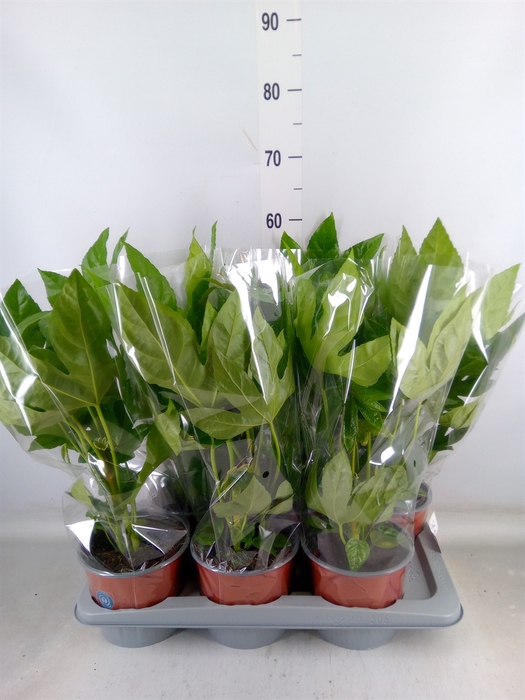 <h4>Fatsia japonica   ...</h4>